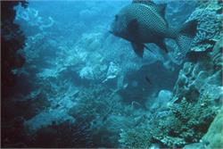 01540_Great Barrier Reef